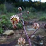 Drimia uranthera flower