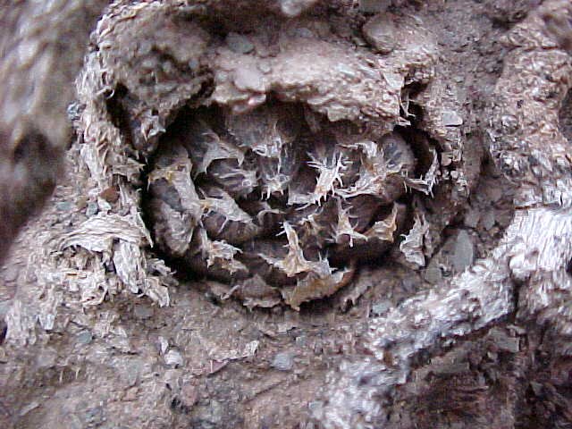 Haworthia rooibergensis