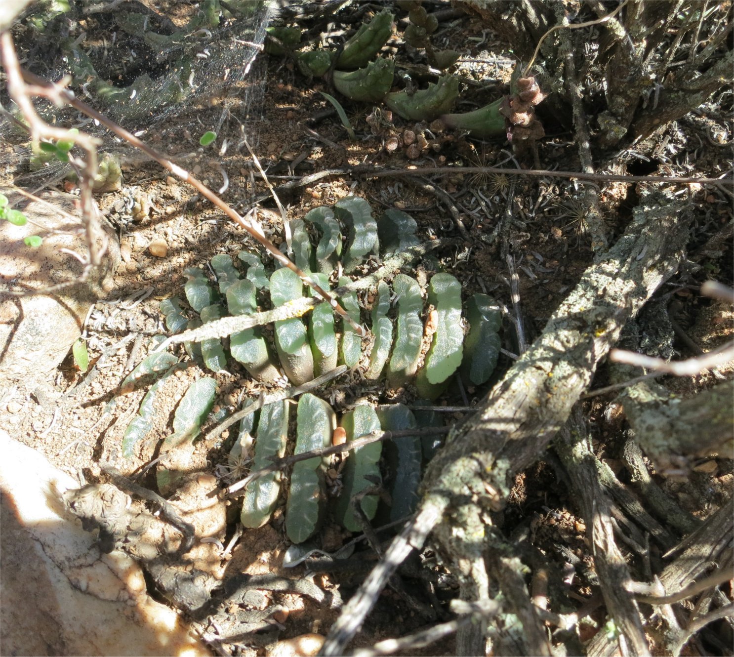 Haworthia truncata