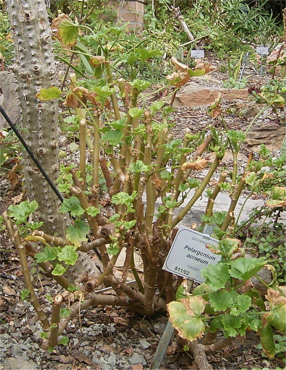 Pelargonium acraeum