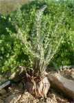 Pelargonium rapaceum