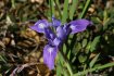 Iris macrosiphon