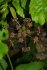 Thaspium trifoliatum
