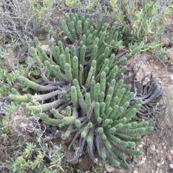 Euphorbia-colliculina-de-hoop-2