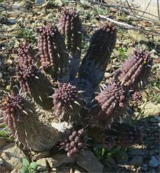 Euphorbia-mammilaris-female-plant-in-fruit-1