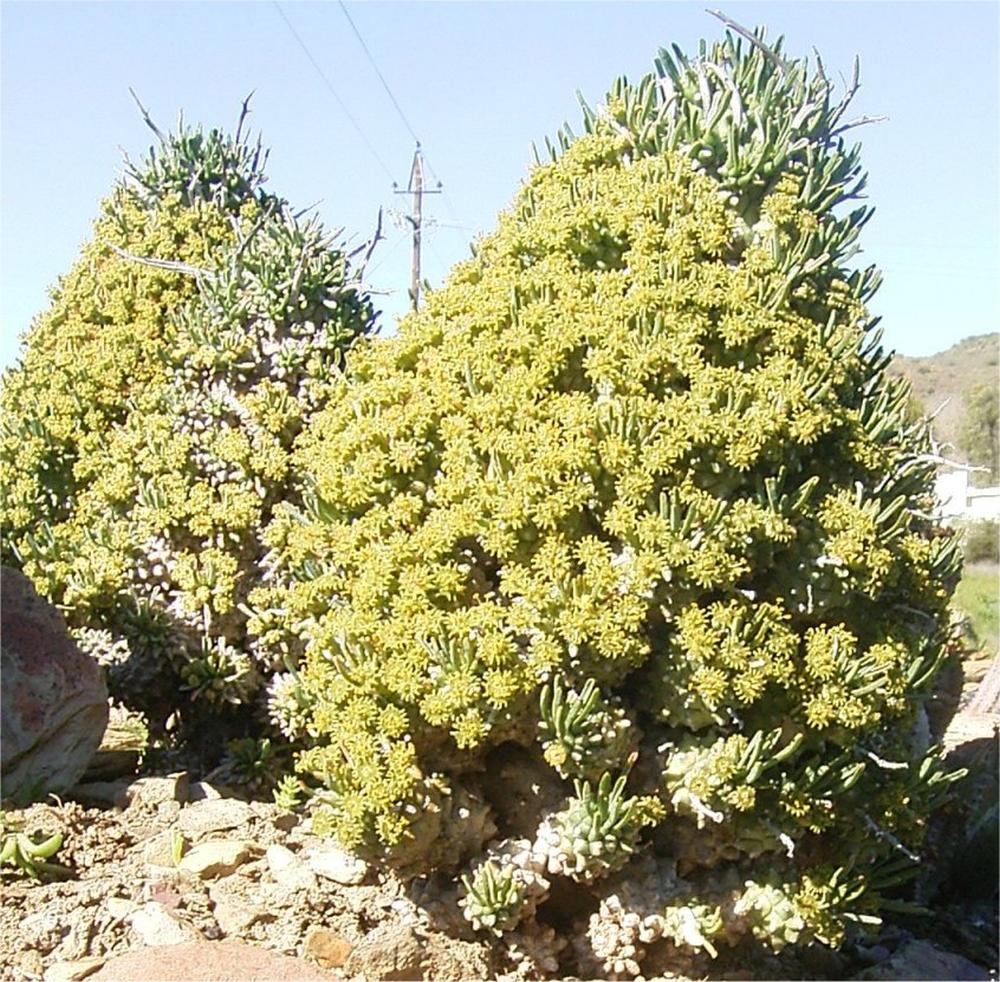 Euphorbia-multiceps-warmbad-in-flower