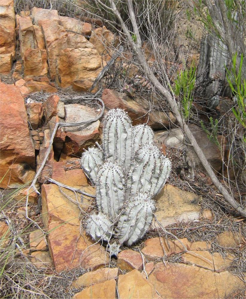 Euphorbia-polygona-nivea-2