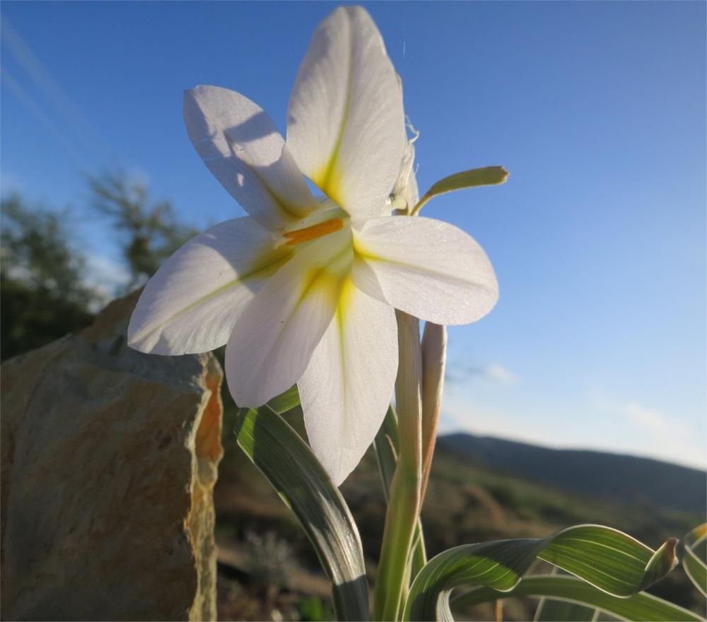 Moraea-speciosa-Kareerivier-flower