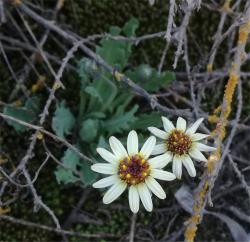 othonna-zeekoegat-flowers