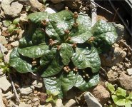 Euphorbia ecklonii