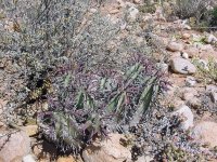 Euphorbia pillansii