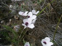 Pelargonium tricolor