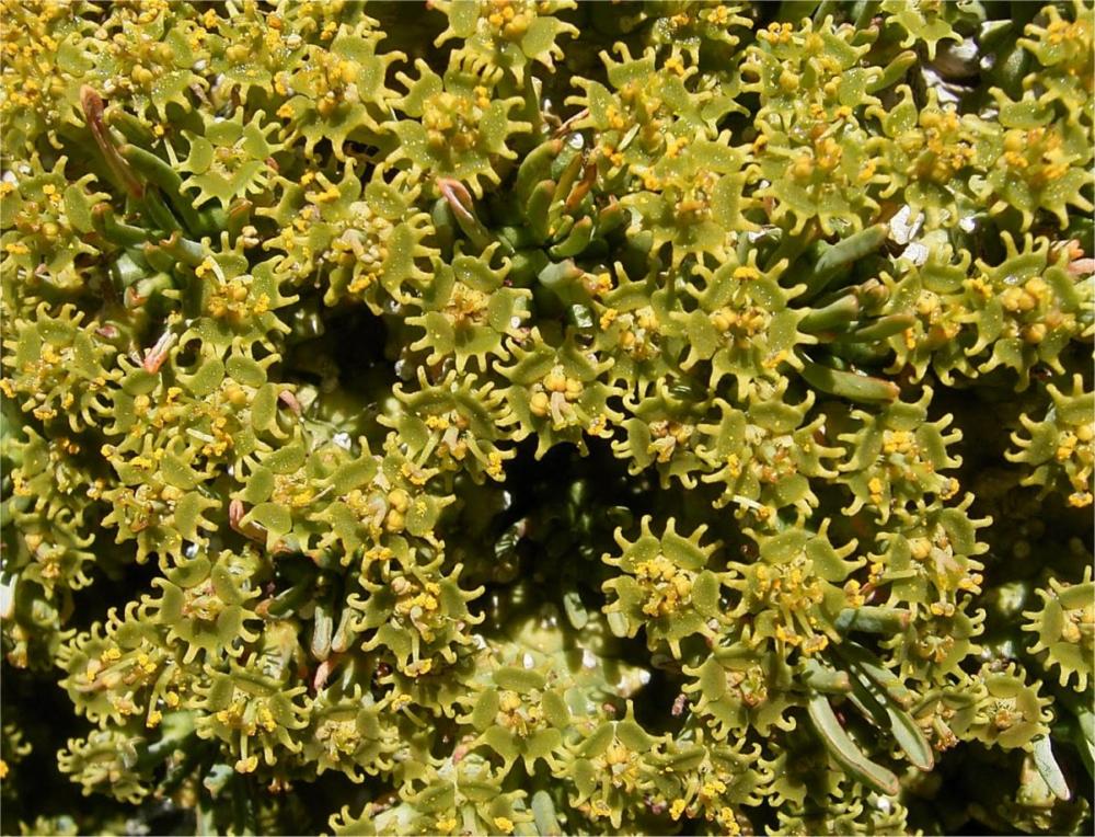 Euphorbia-multiceps-warmbad-cyathia